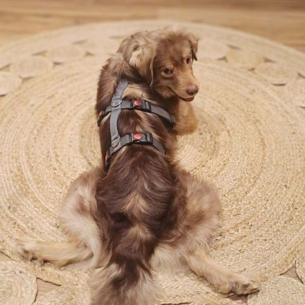 Barney in 09217 Burgstädt sucht sein Für-immer-Zuhause