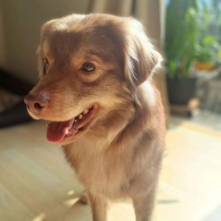 Barney in 09217 Burgstädt sucht sein Für-immer-Zuhause