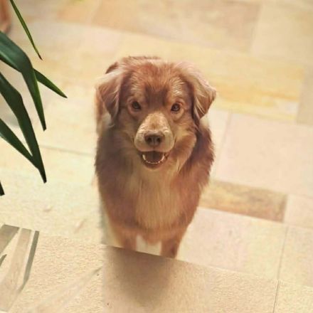 Barney in 09217 Burgstädt sucht sein Für-immer-Zuhause