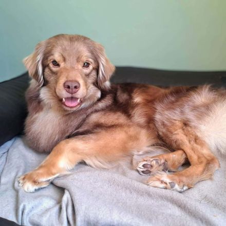 Barney in 09217 Burgstädt sucht sein Für-immer-Zuhause