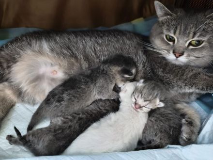 BKH-Heilige Birma Katzenbabys Kitten