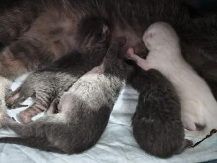 BKH-Heilige Birma Katzenbabys Kitten