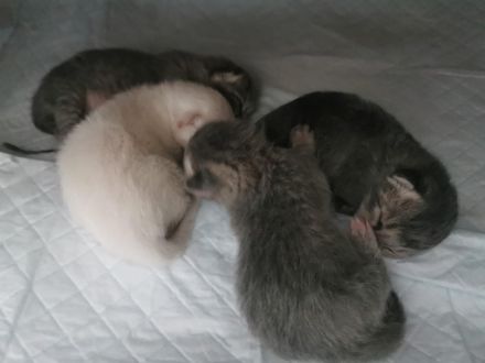 BKH-Heilige Birma Katzenbabys Kitten