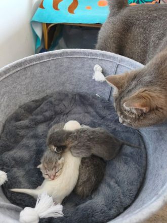 BKH-Heilige Birma Katzenbabys Kitten