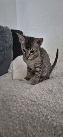 Okh kitten orientalisch kutzhaar