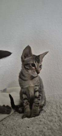 Okh kitten orientalisch kutzhaar