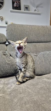 Okh kitten orientalisch kutzhaar