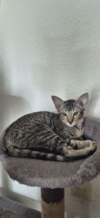 Okh kitten orientalisch kutzhaar