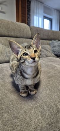 Okh kitten orientalisch kutzhaar