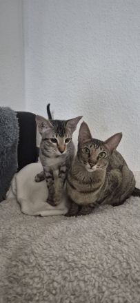 Okh kitten orientalisch kutzhaar