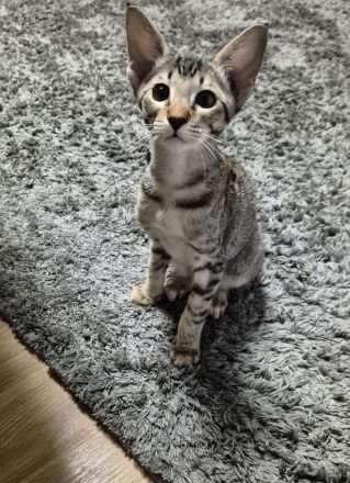 Okh kitten orientalisch kutzhaar