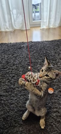 Okh kitten orientalisch kutzhaar