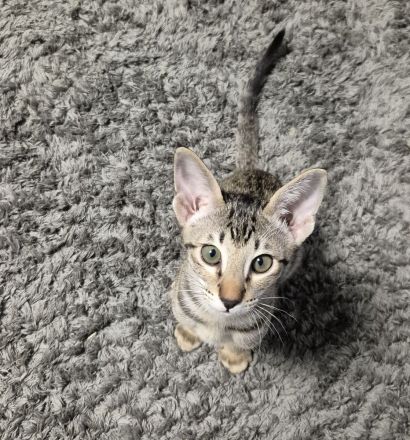 Okh kitten orientalisch kutzhaar