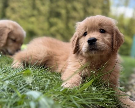 Golden Retriever Welpen