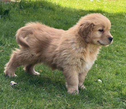 Golden Retriever Welpen