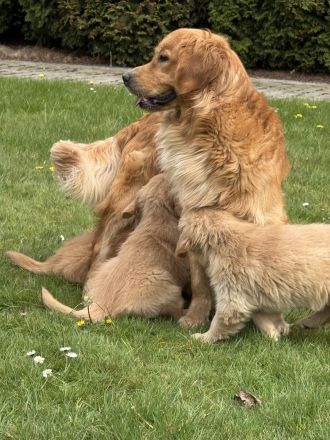 Golden Retriever Welpen