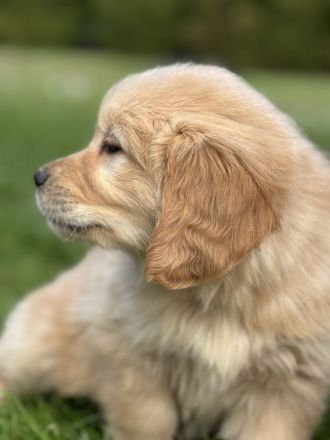 Golden Retriever Welpen