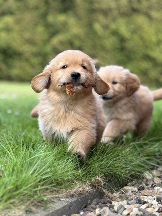 Golden Retriever Welpen