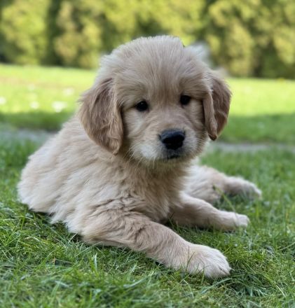 Golden Retriever Welpen