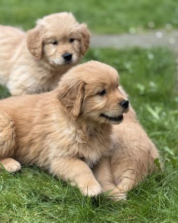 Golden Retriever Welpen