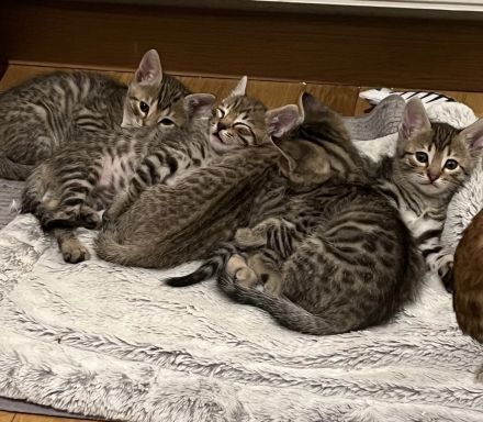 Reinrassige Bengalkatzen