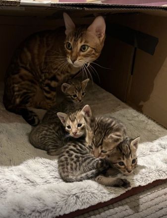 Reinrassige Bengalkatzen