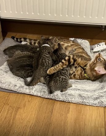 Reinrassige Bengalkatzen