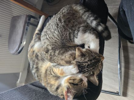 Zwei Katzen suchen ein Zuhause!