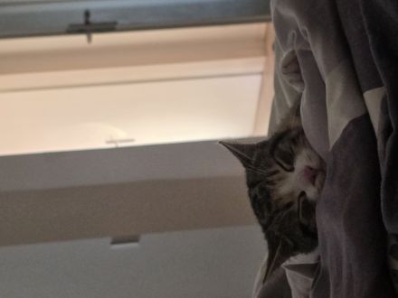 Zwei Katzen suchen ein Zuhause!