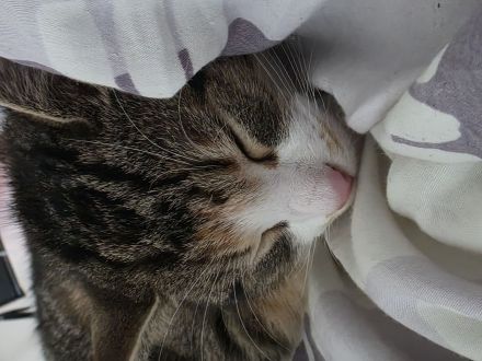 Zwei Katzen suchen ein Zuhause!