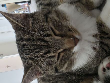 Zwei Katzen suchen ein Zuhause!