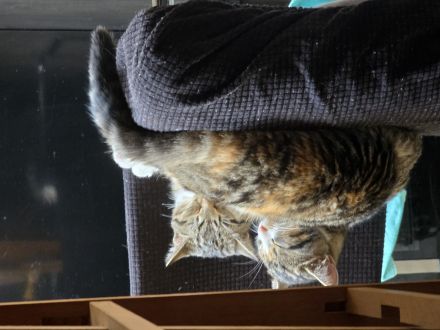 Zwei Katzen suchen ein Zuhause!