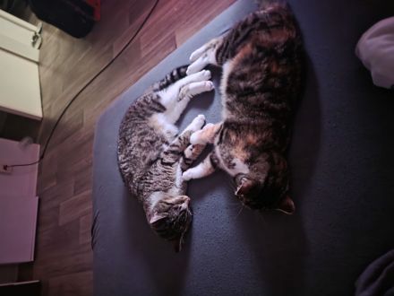 Zwei Katzen suchen ein Zuhause!