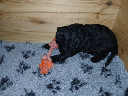 Niedliche Zwergpudelmädchen