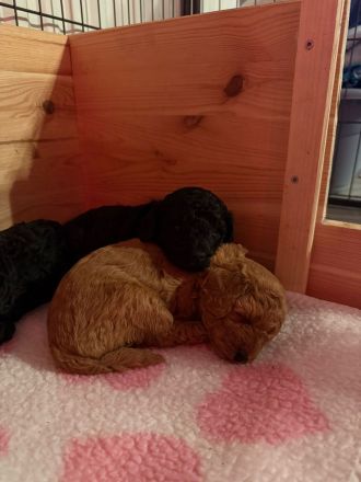 Niedliche Zwergpudelmädchen