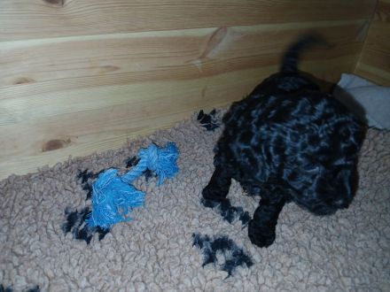 Niedliche Zwergpudelmädchen