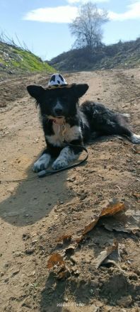 Kaya- sanfte Seele sucht ihr Für-Immer-Zuhause