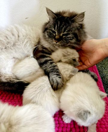 Neva Masquarade Kitten ❤️