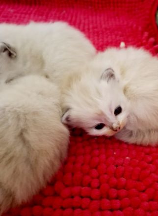 Neva Masquarade Kitten ❤️