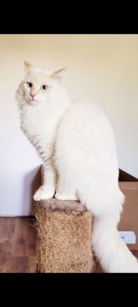 Neva Masquarade Kitten ❤️