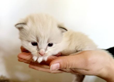 Neva Masquarade Kitten ❤️