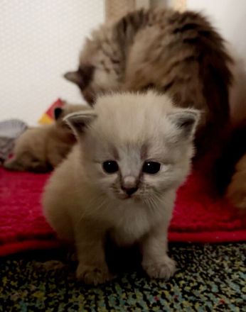 Neva Masquarade Kitten ❤️