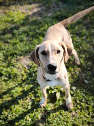 Bowie - aufmerksamer und verschmuster Hundejunge sucht ein Zuhause