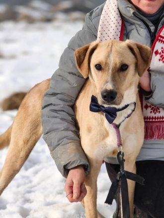 Bowie - aufmerksamer und verschmuster Hundejunge sucht ein Zuhause