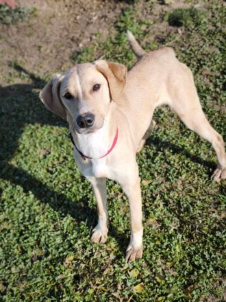 Bowie - aufmerksamer und verschmuster Hundejunge sucht ein Zuhause