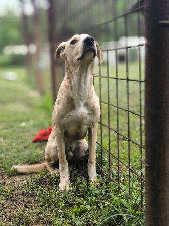 Bowie - aufmerksamer und verschmuster Hundejunge sucht ein Zuhause