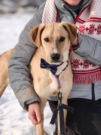 Bowie - aufmerksamer und verschmuster Hundejunge sucht ein Zuhause
