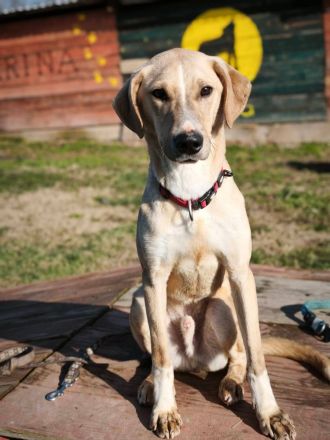 Bowie - aufmerksamer und verschmuster Hundejunge sucht ein Zuhause