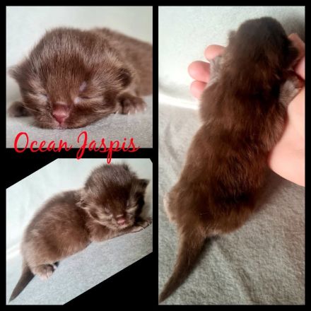 BKH REINRASSIG TOP LINIEN