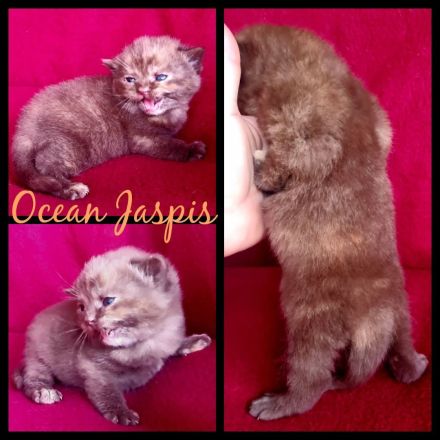 BKH REINRASSIG TOP LINIEN